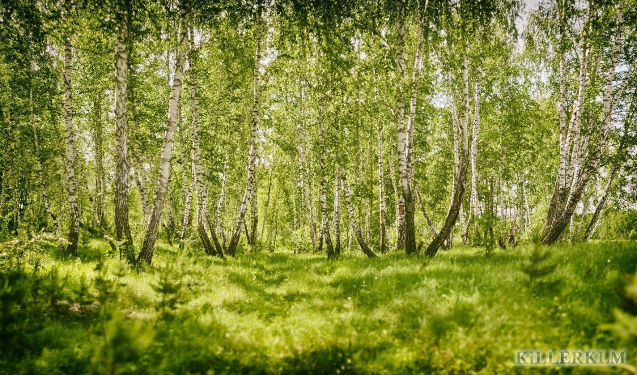 Синклей Березовая роща