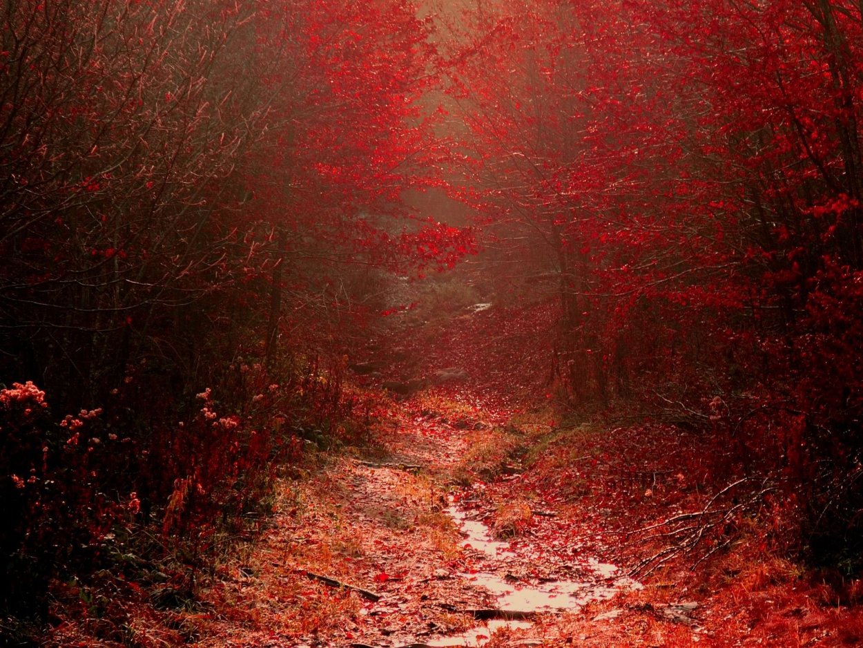 Красный лес фэнтези