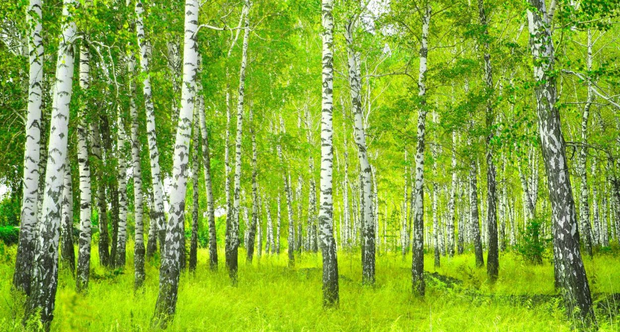 Рассвет в березовой роще