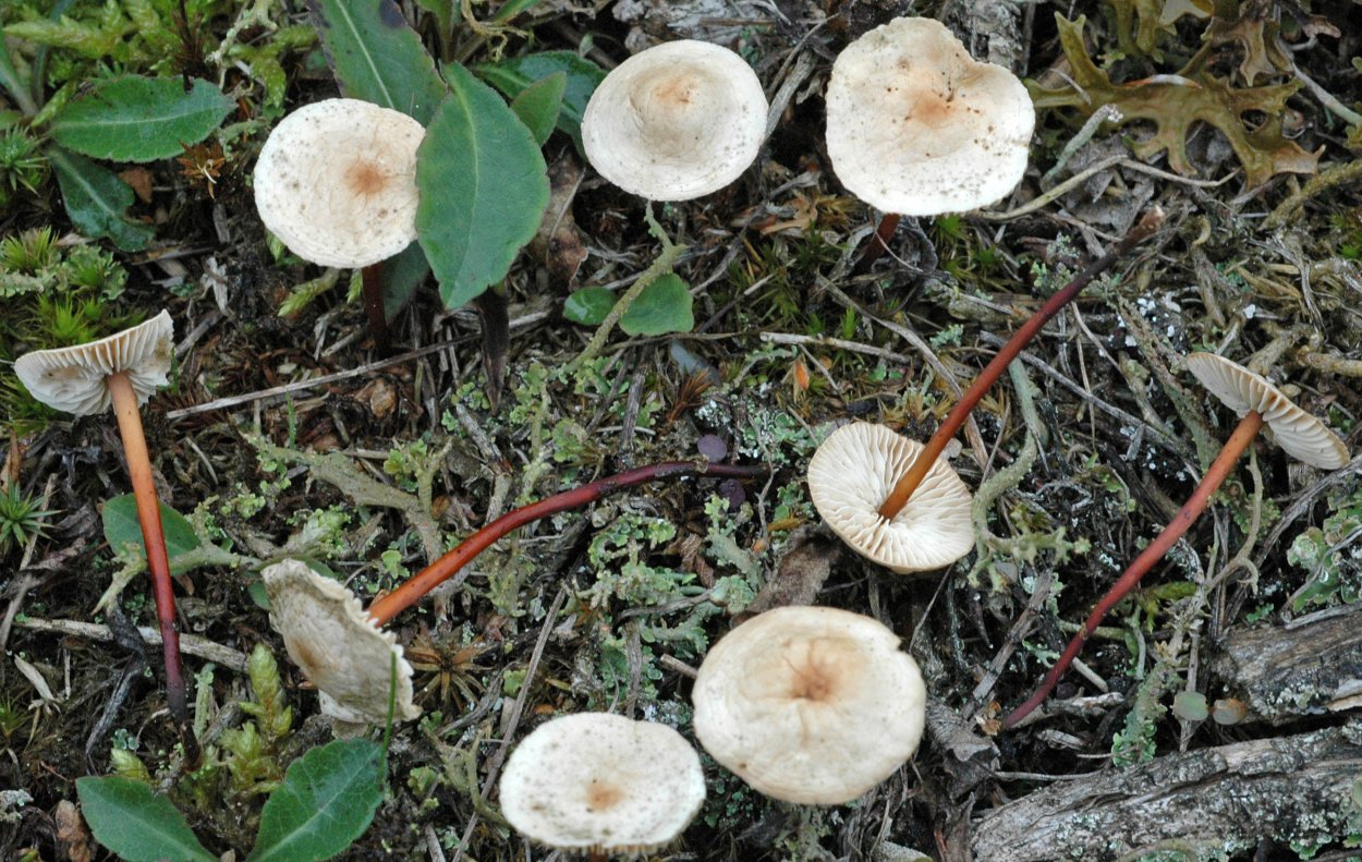 Гриб Marasmius scorodonius