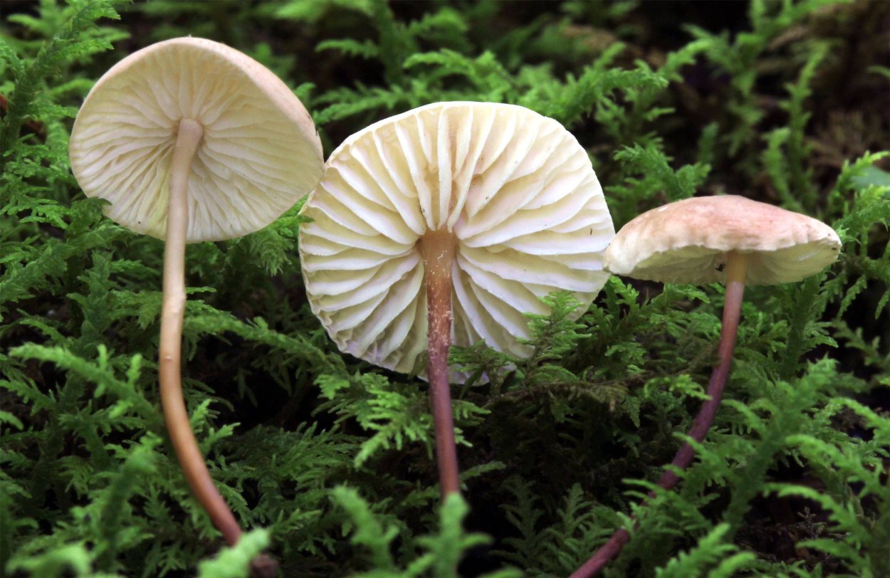 Чесночник обыкновенный (mycetinis scorodonius)