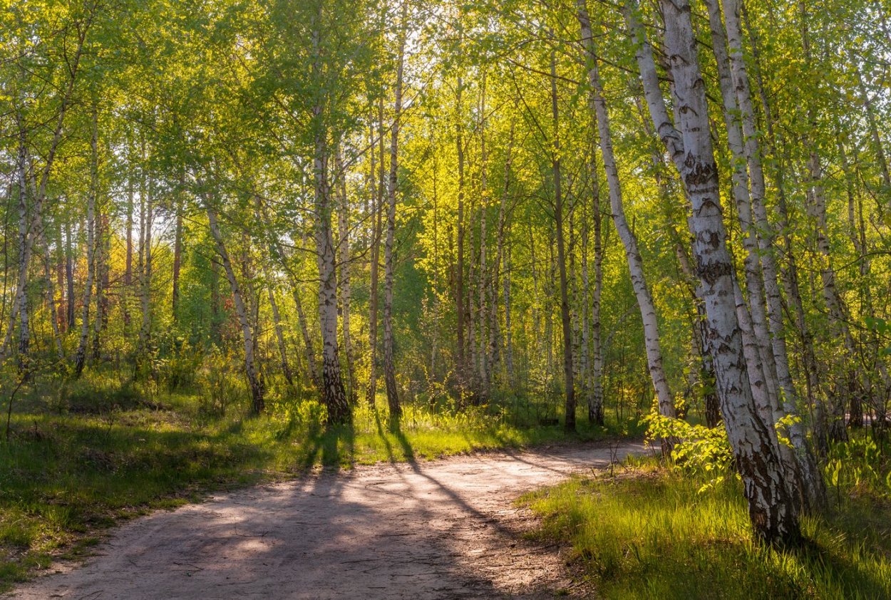 Берёза Шмидта