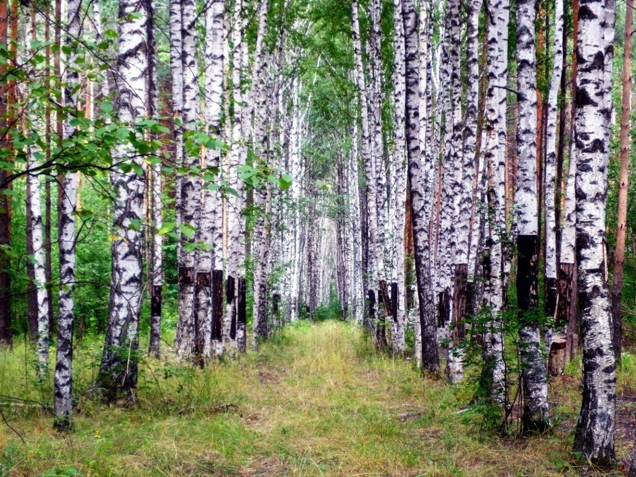 Под березой