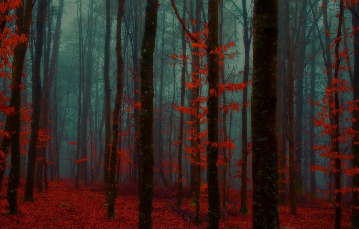 Красные леса