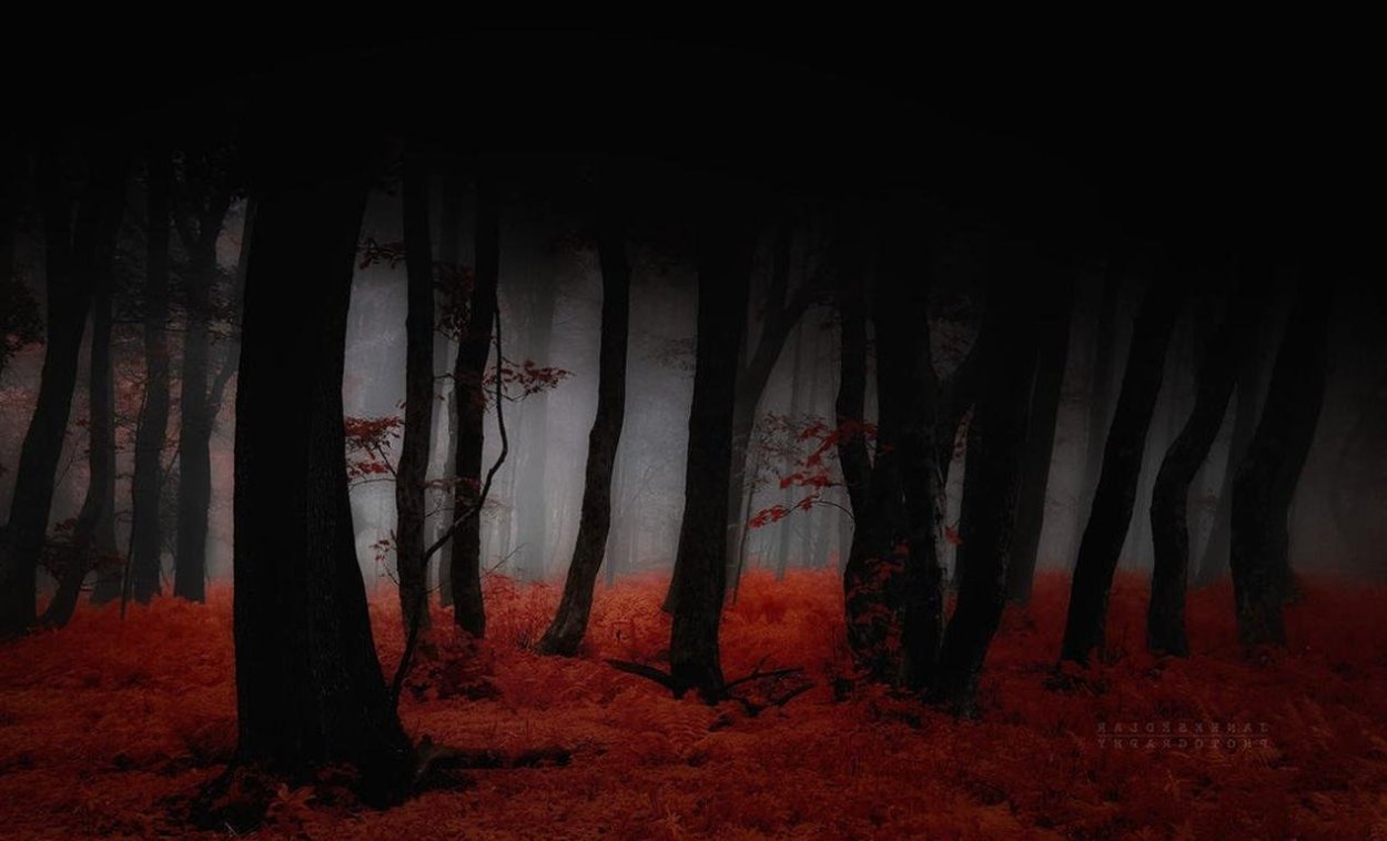 Страшный красный лес