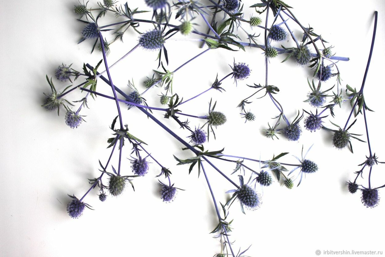 Синеголовник сухоцветник