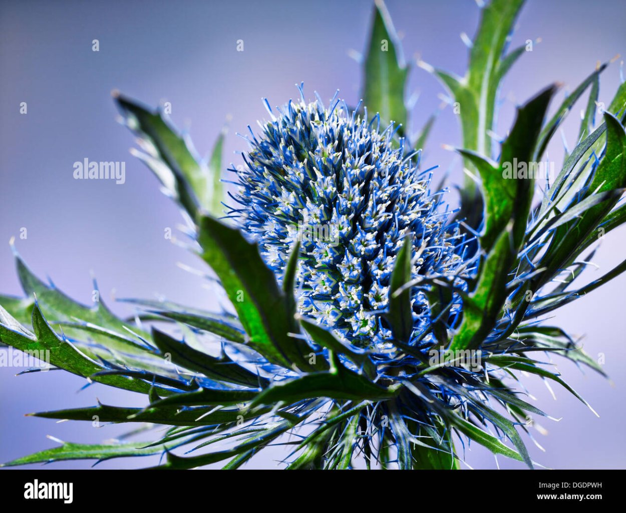 С голубыми колючками мульт