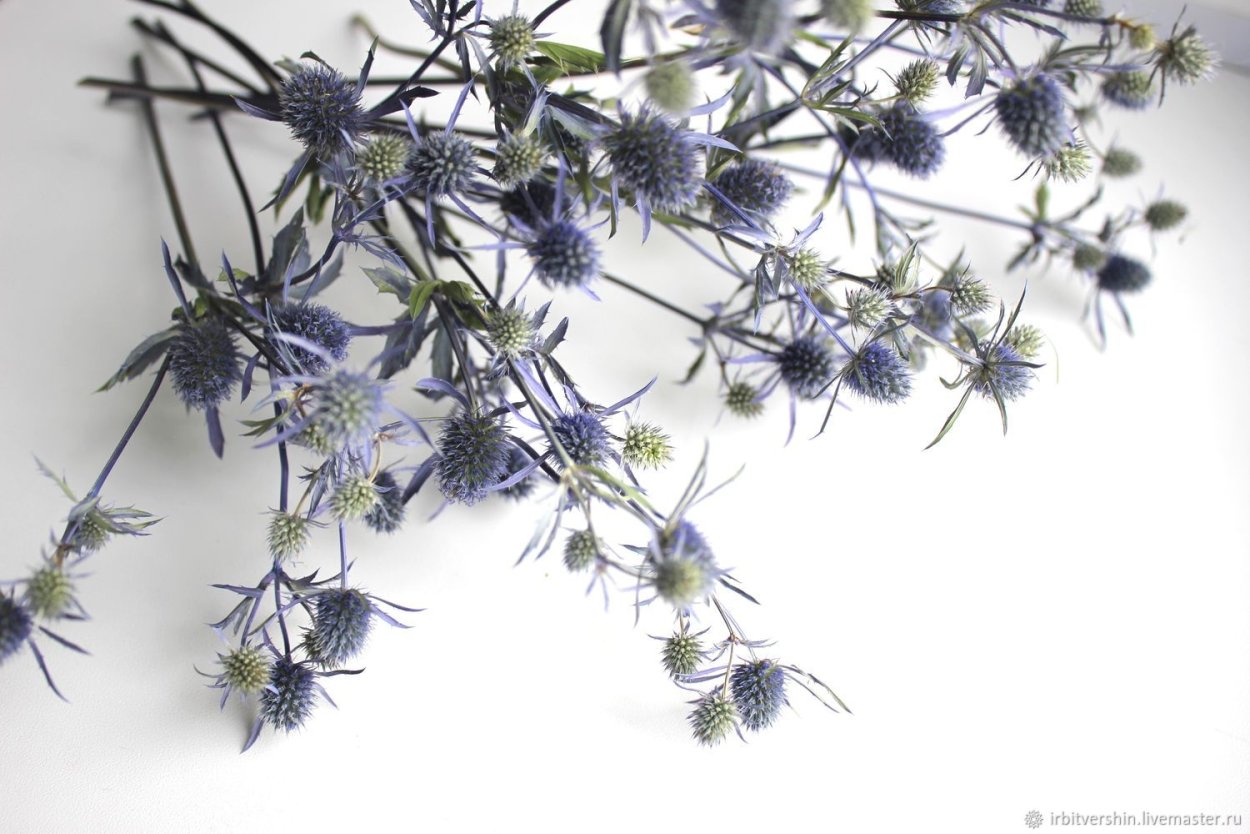 Синеголовник сухоцветник