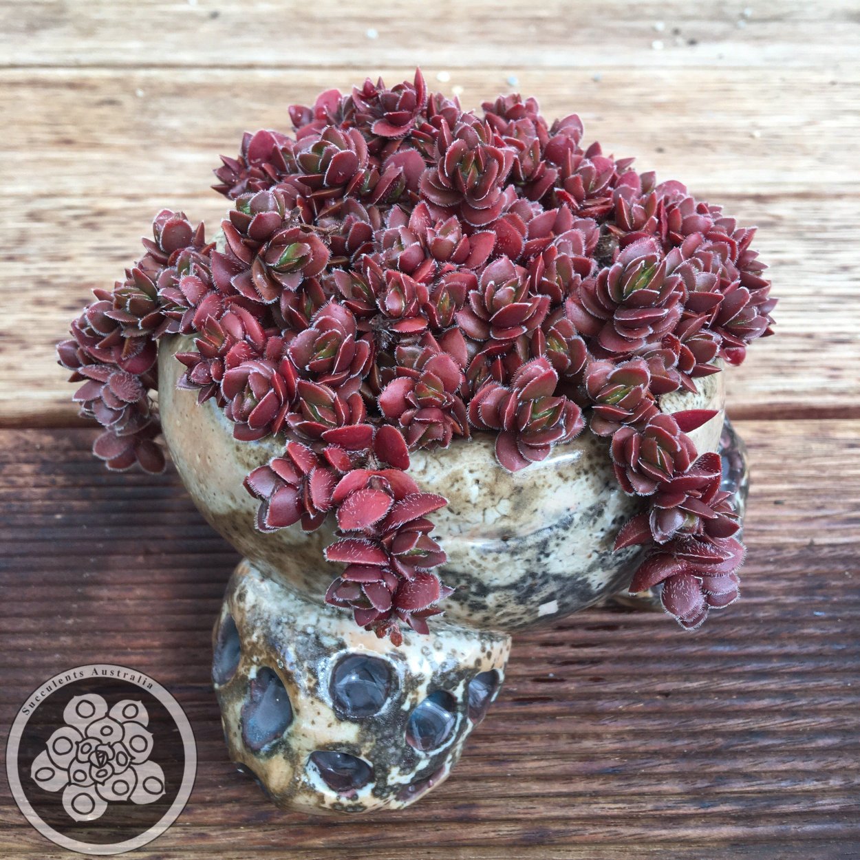 Крассула (денежное дерево)