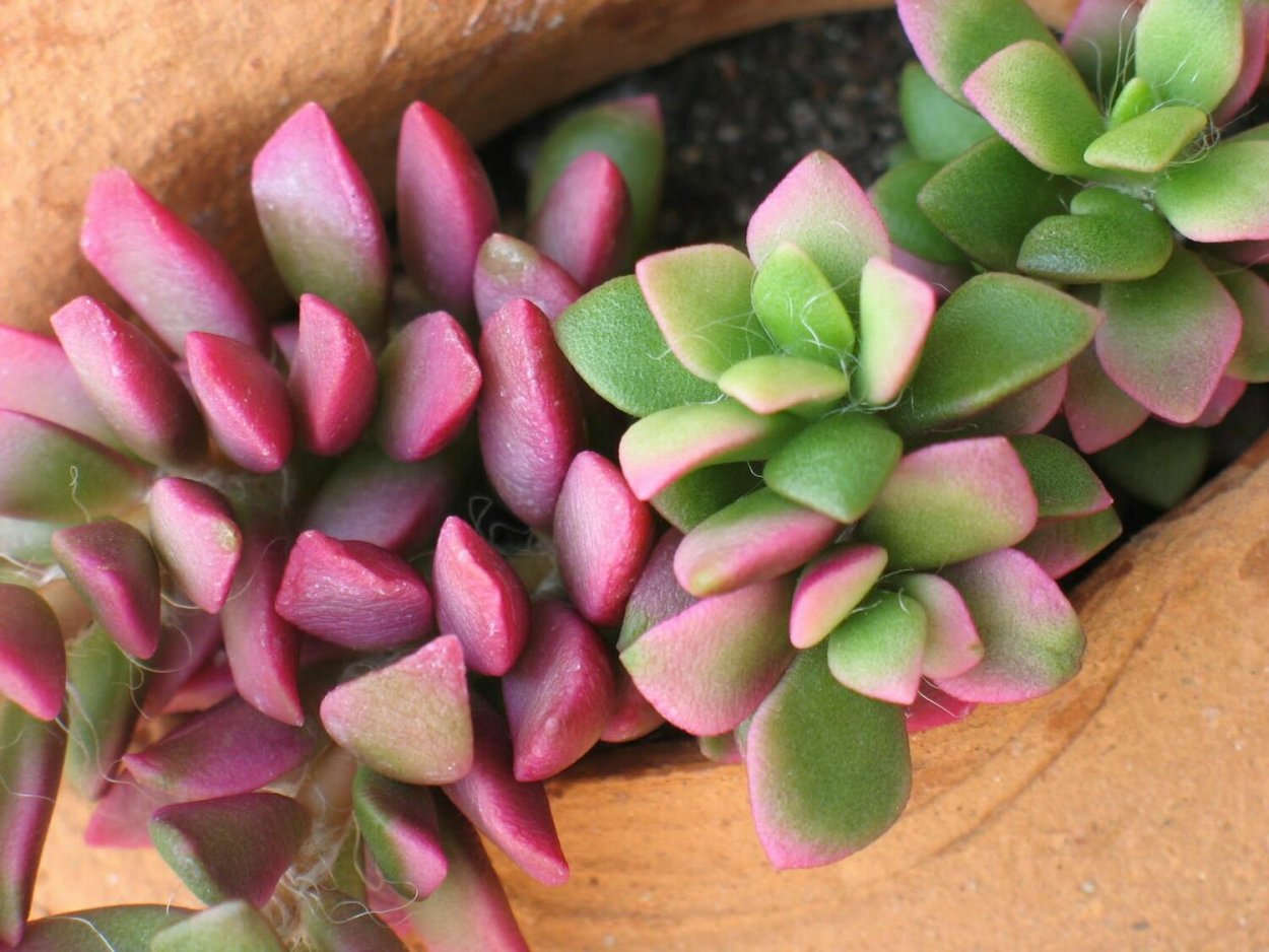 Суккулент Крассула Овата