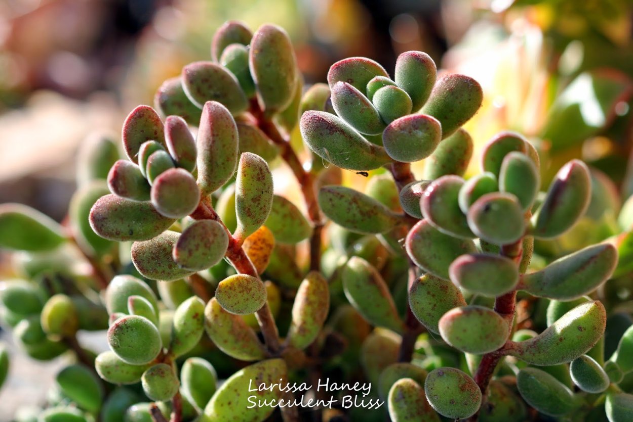 Суккулент Крассула марнириана