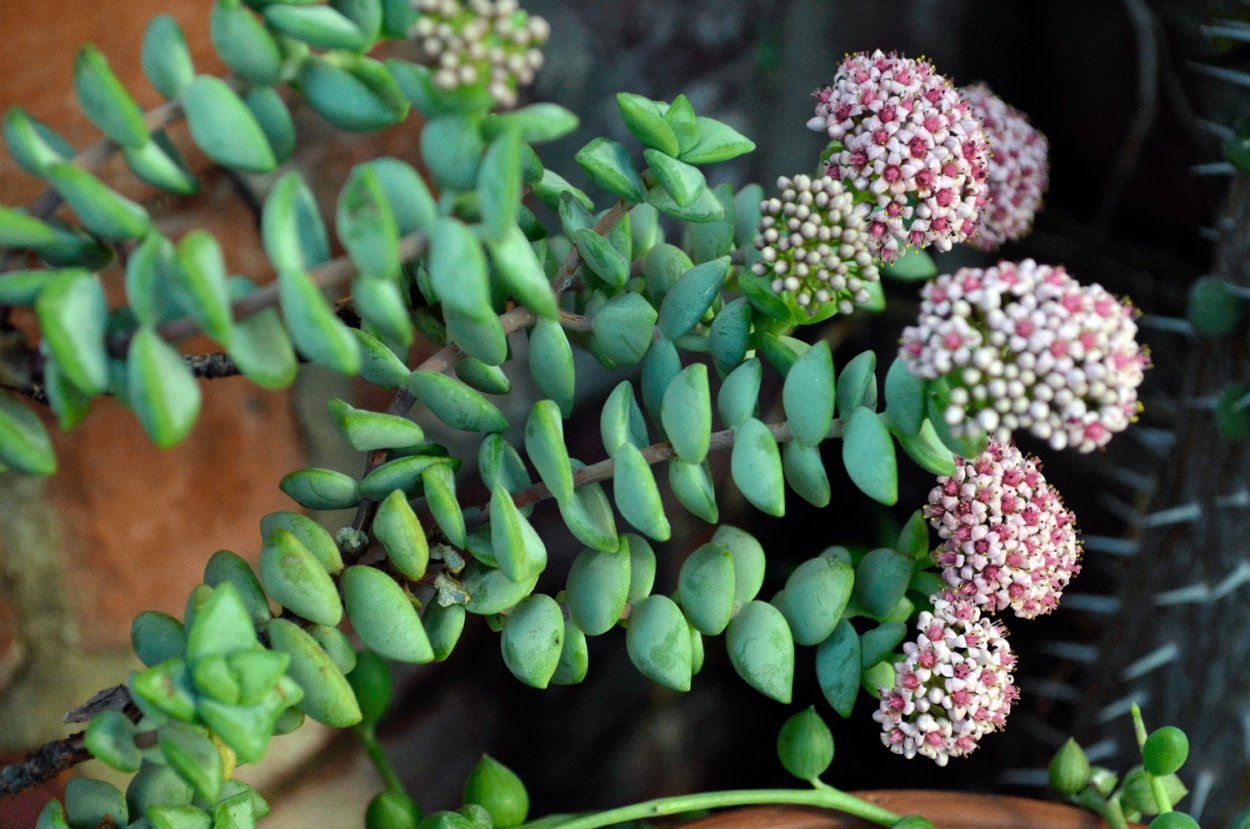 Crassula pyramidalis (Крассула)