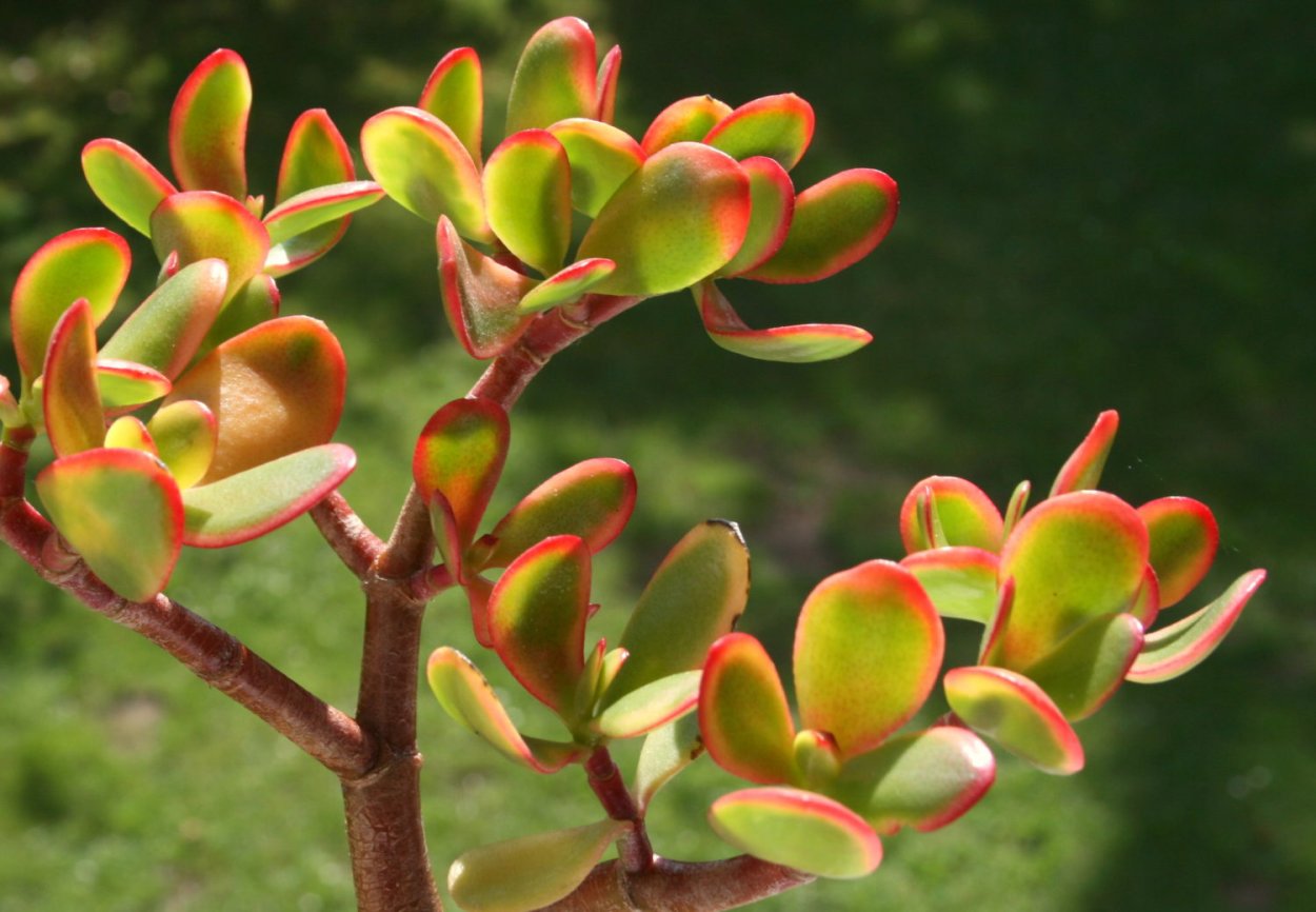 Крассула маргиналис Роуз