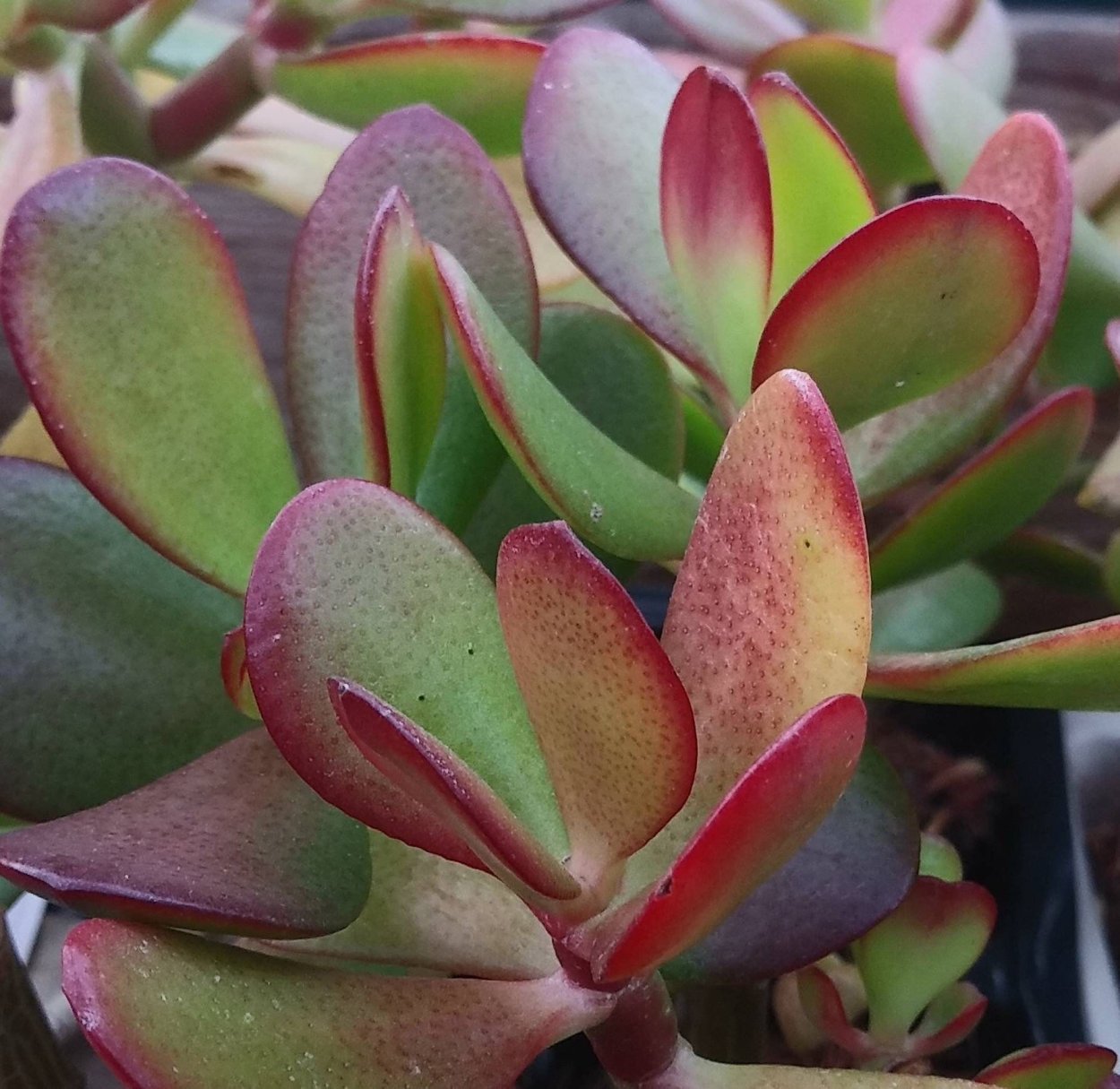 Crassula pyramidalis Hybrid