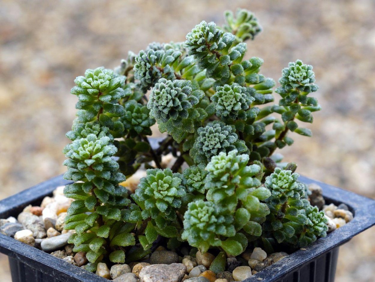 Суккулент Crassula capitella