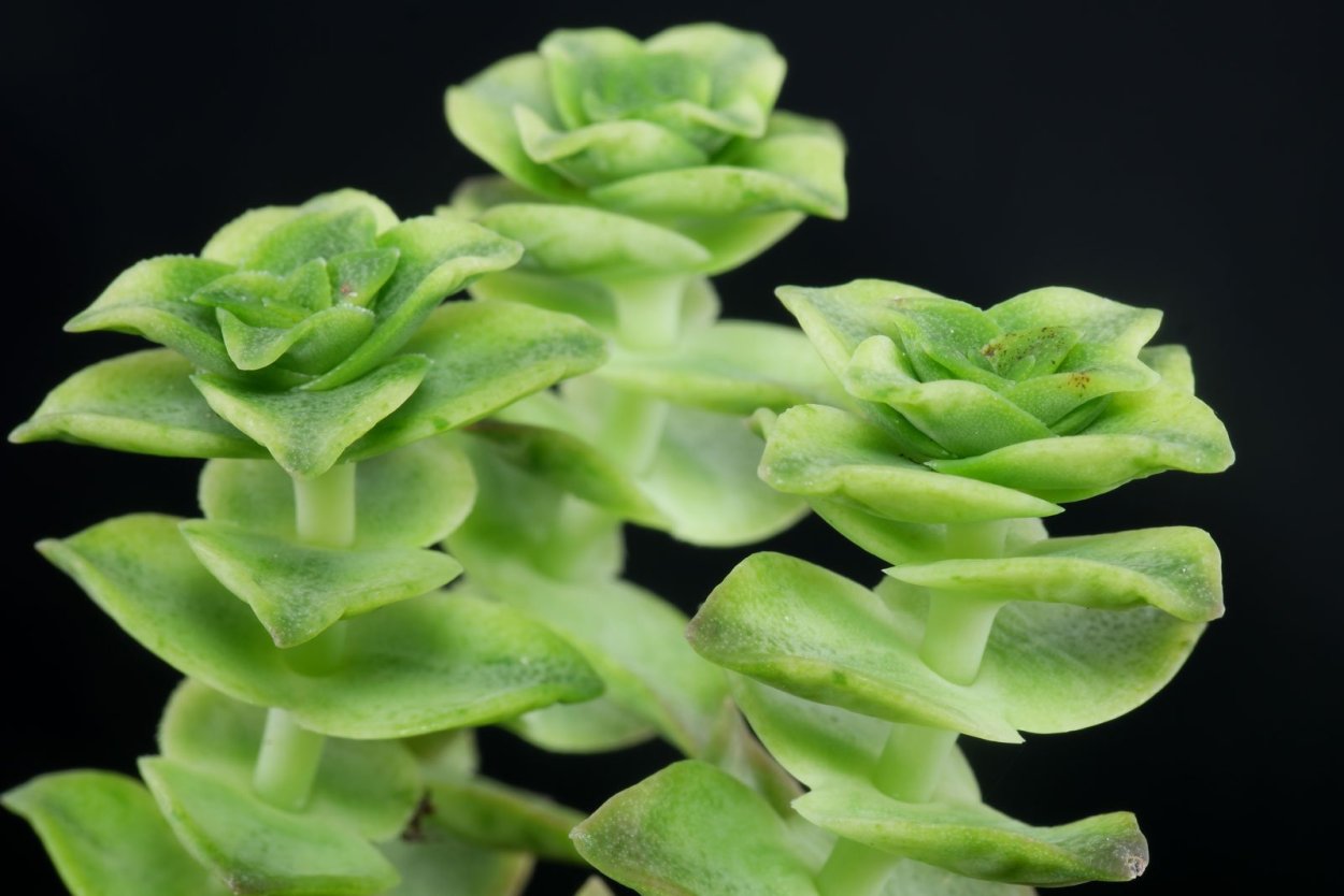 Crassula Ivory Towers