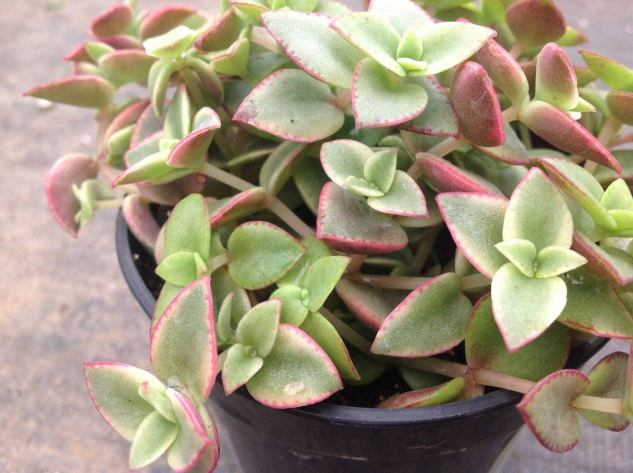 Крассула перфората