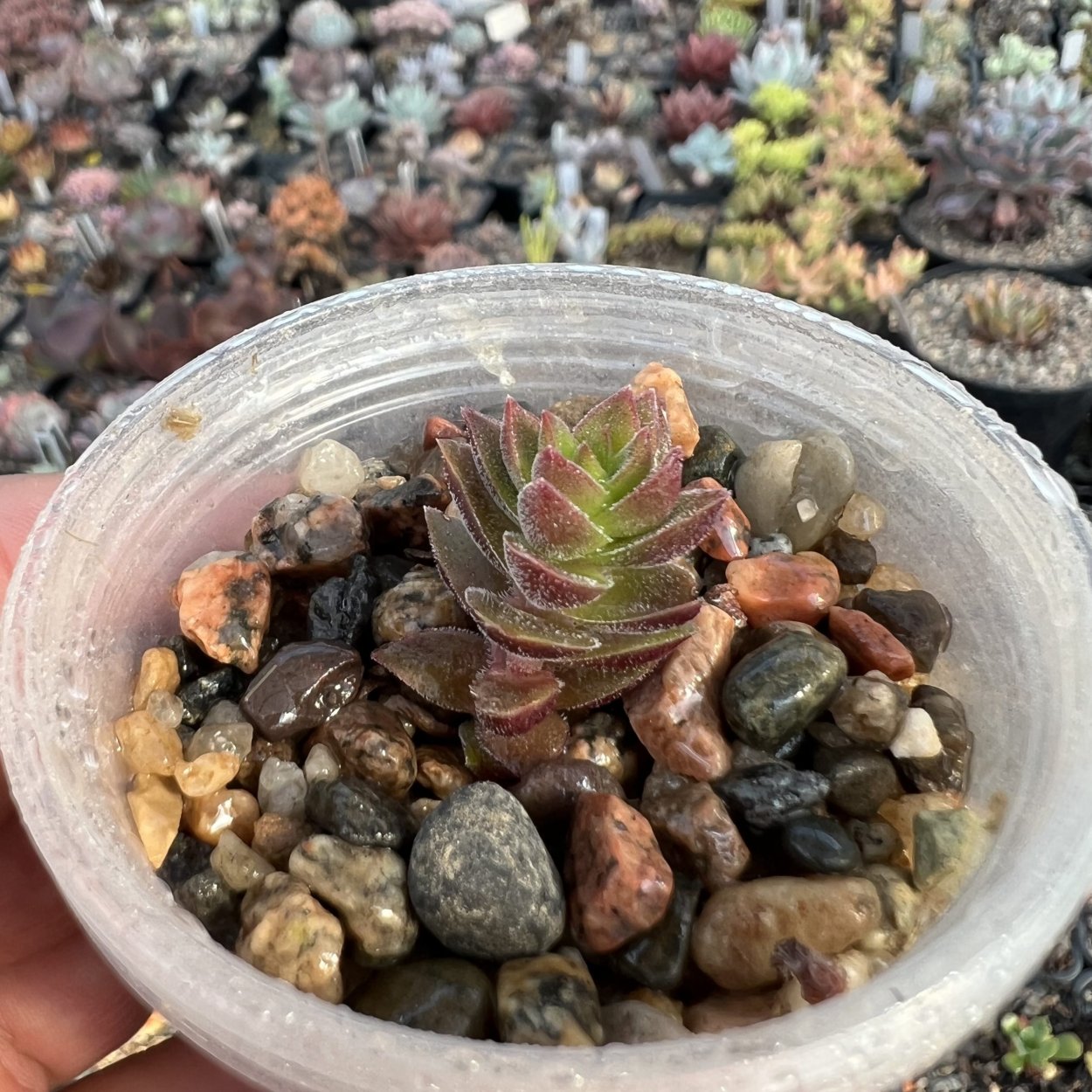 Крассула Голлум Сансет