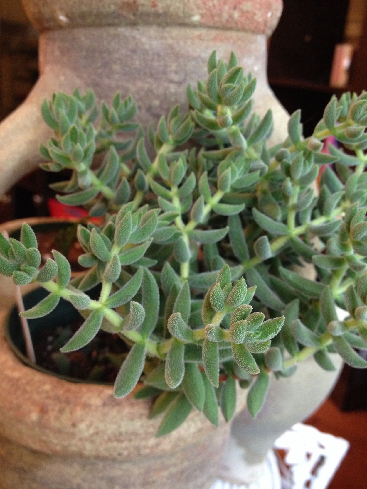Crassula sericea