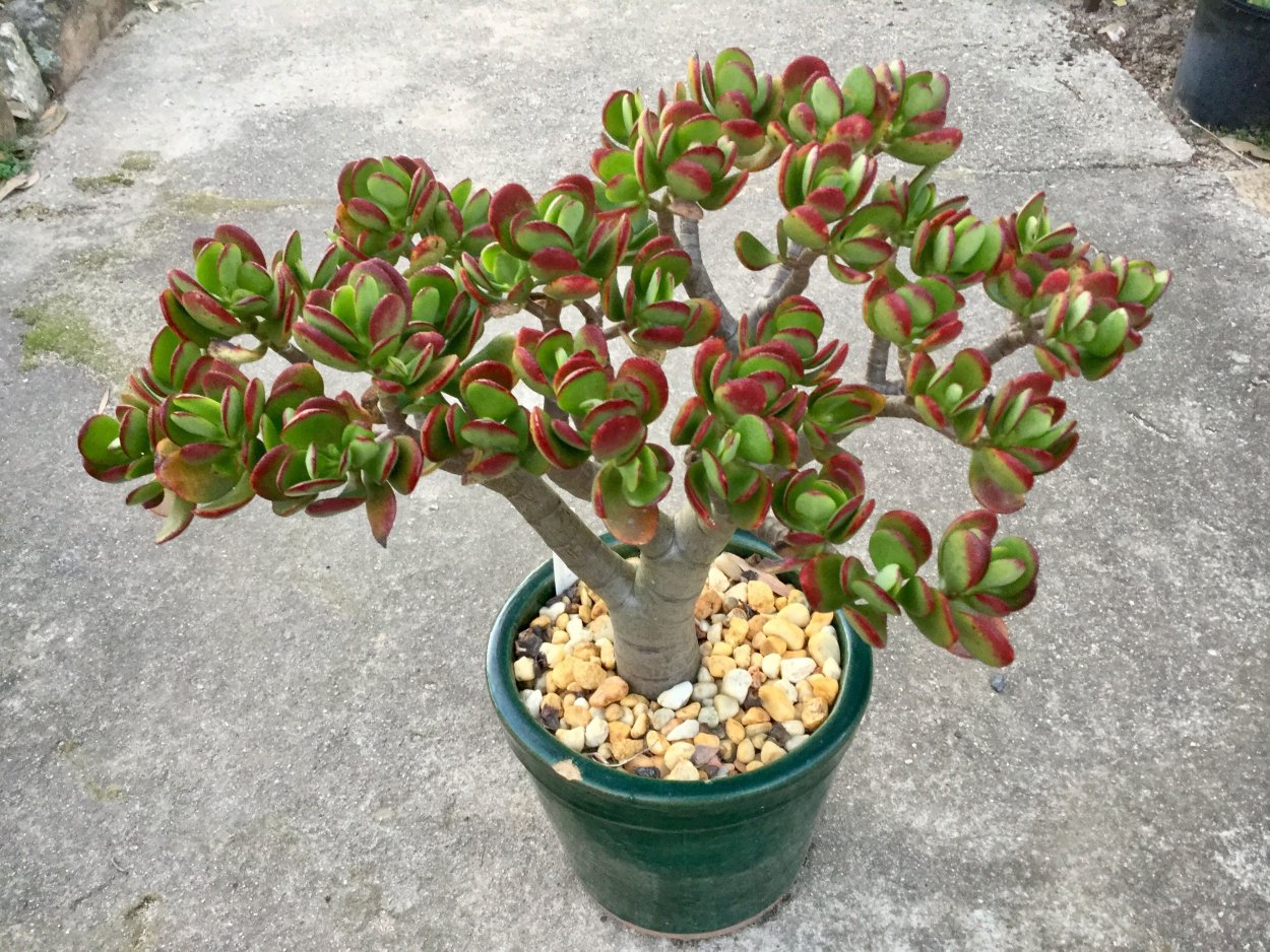Crassula lanuginosa var. Pachystemon rubra