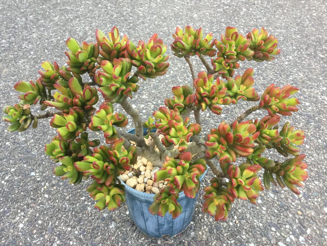 Суккулент Крассула Овата