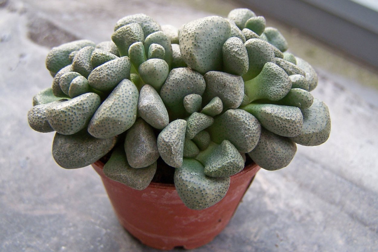 Crassula deltoidea giant form rare