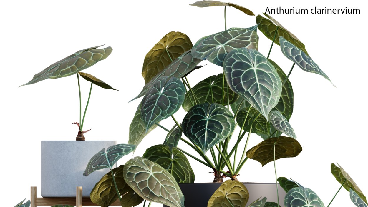 Антуриум Кларинервиум цветение