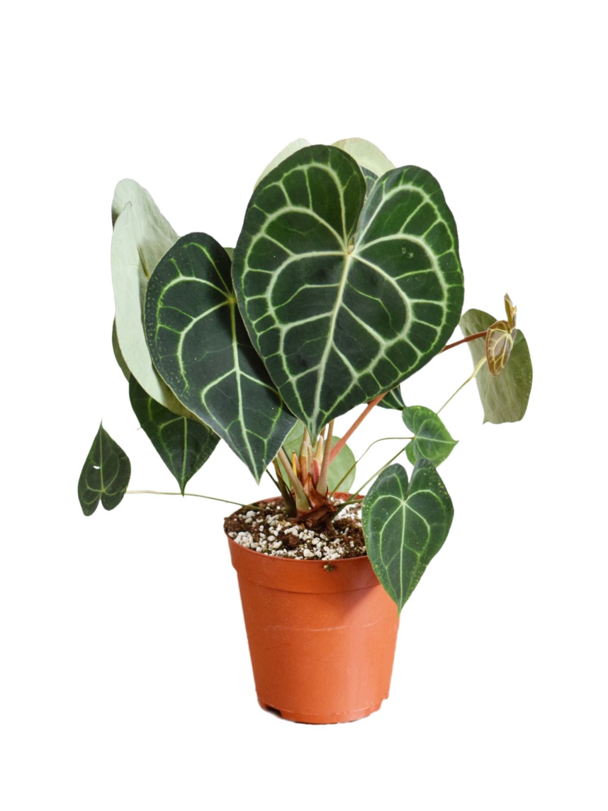 Anthurium clarinervium