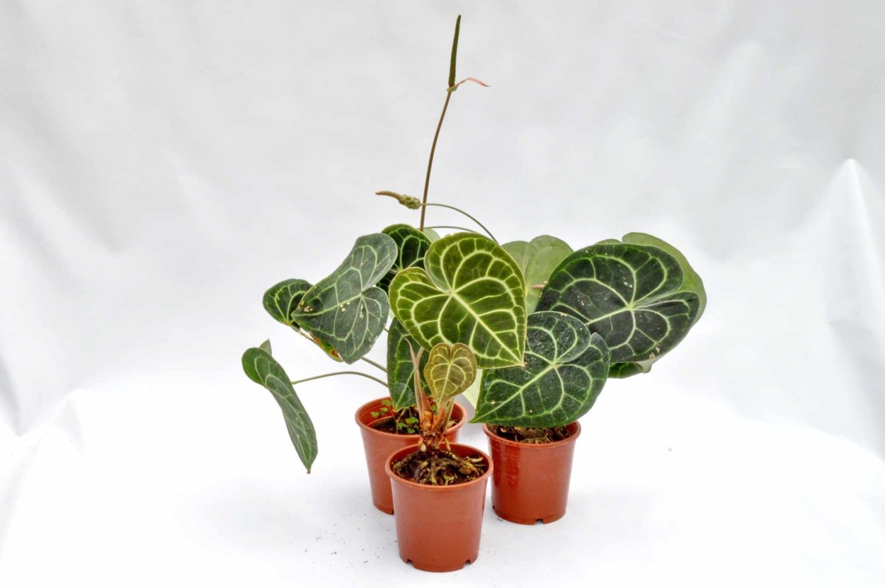 Антуриум Намора