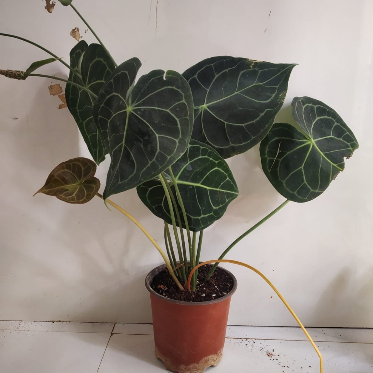 Антуриум кристаллинум