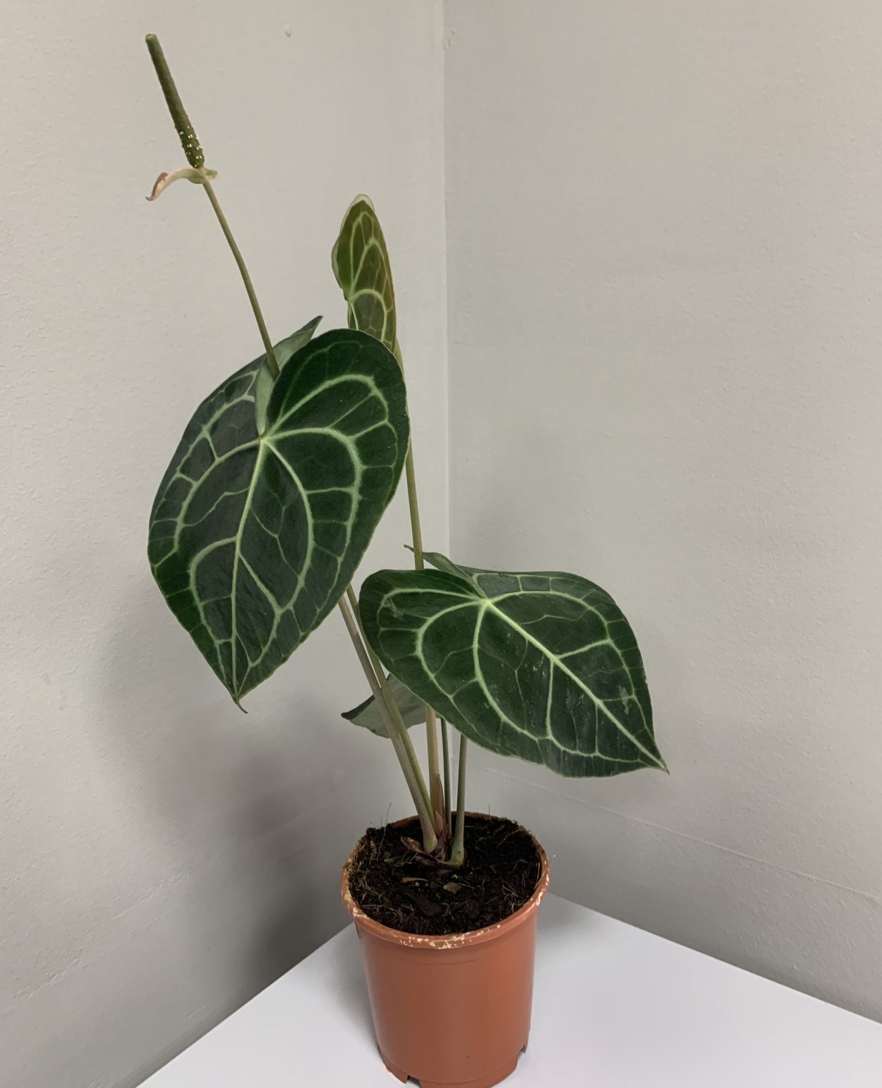 Антуриум Кларинервиум цветение