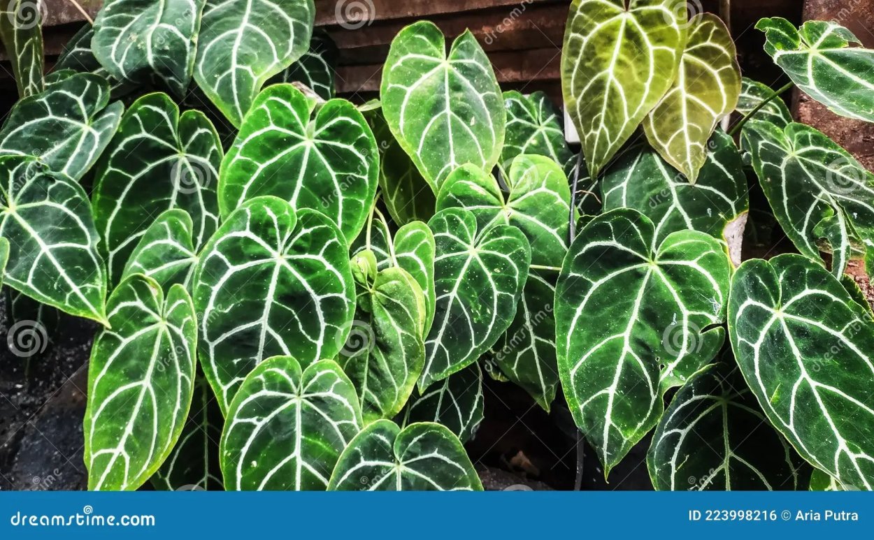 Антуриум Варока