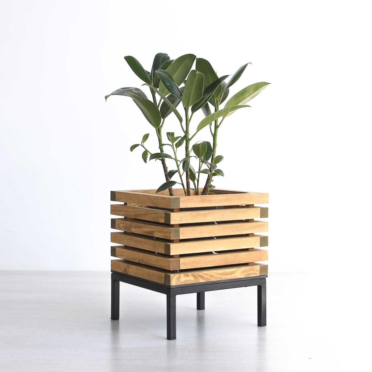 Растения в интерьере