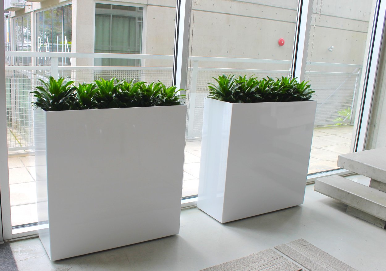 Суккуленты в кадке