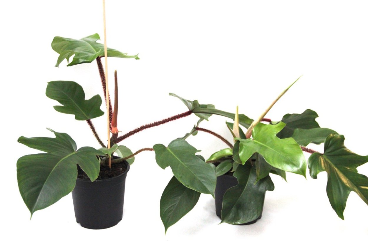 Филодендрон дваждыперистый