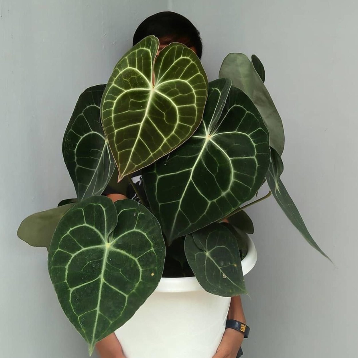 Антуриум Кларинервиум в интерьере