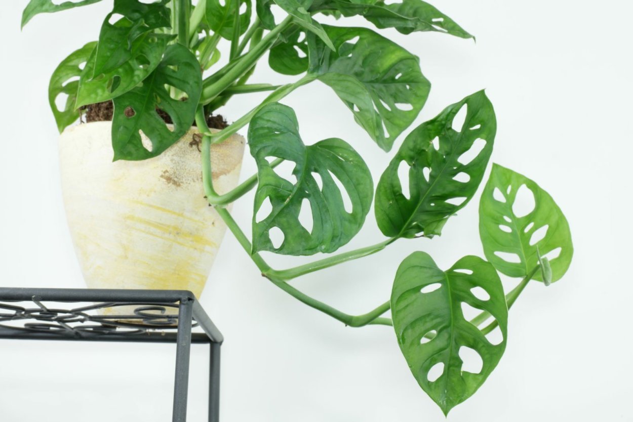 Монстера Адансона Monstera adansonii