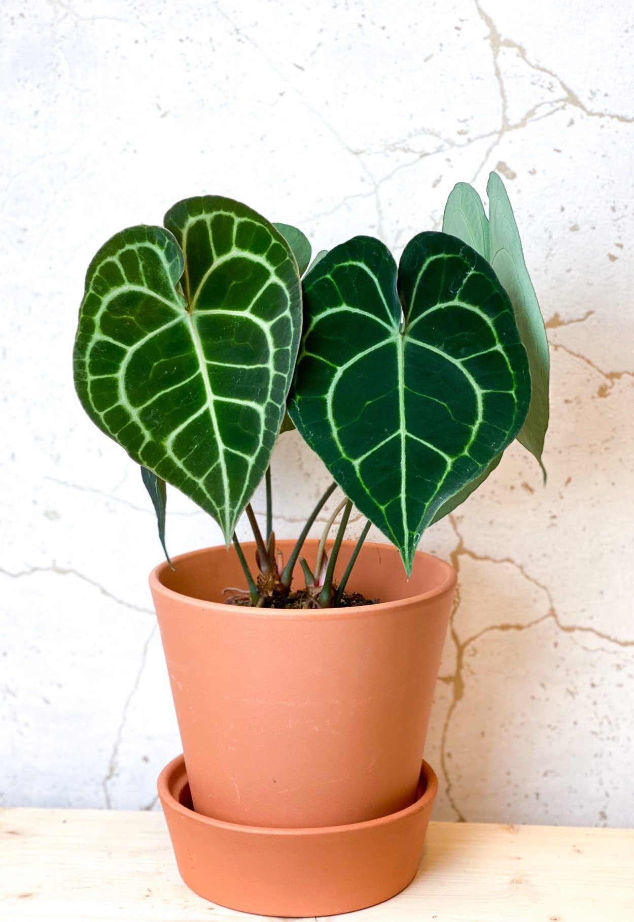 Anthurium crystallinum