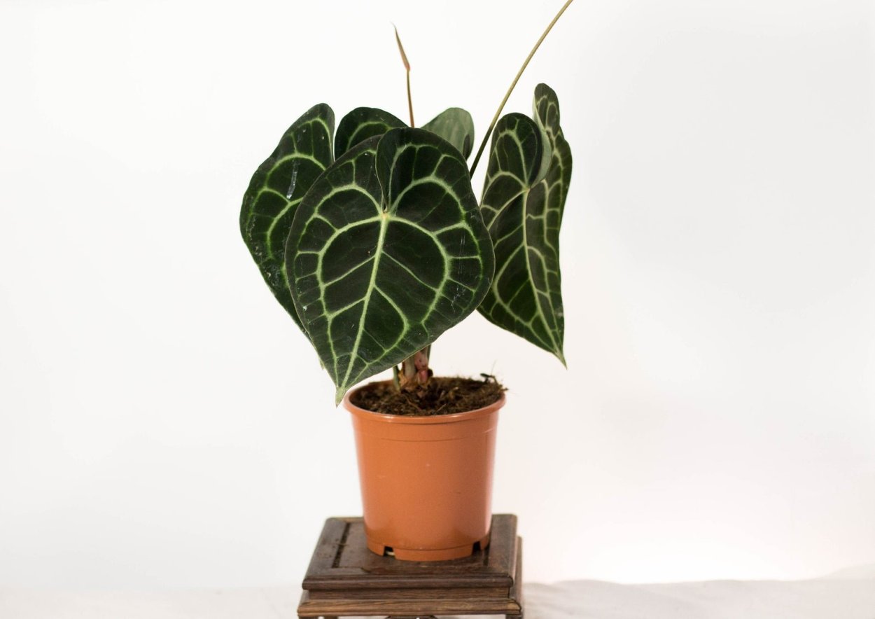 Антуриум Кларинервиум