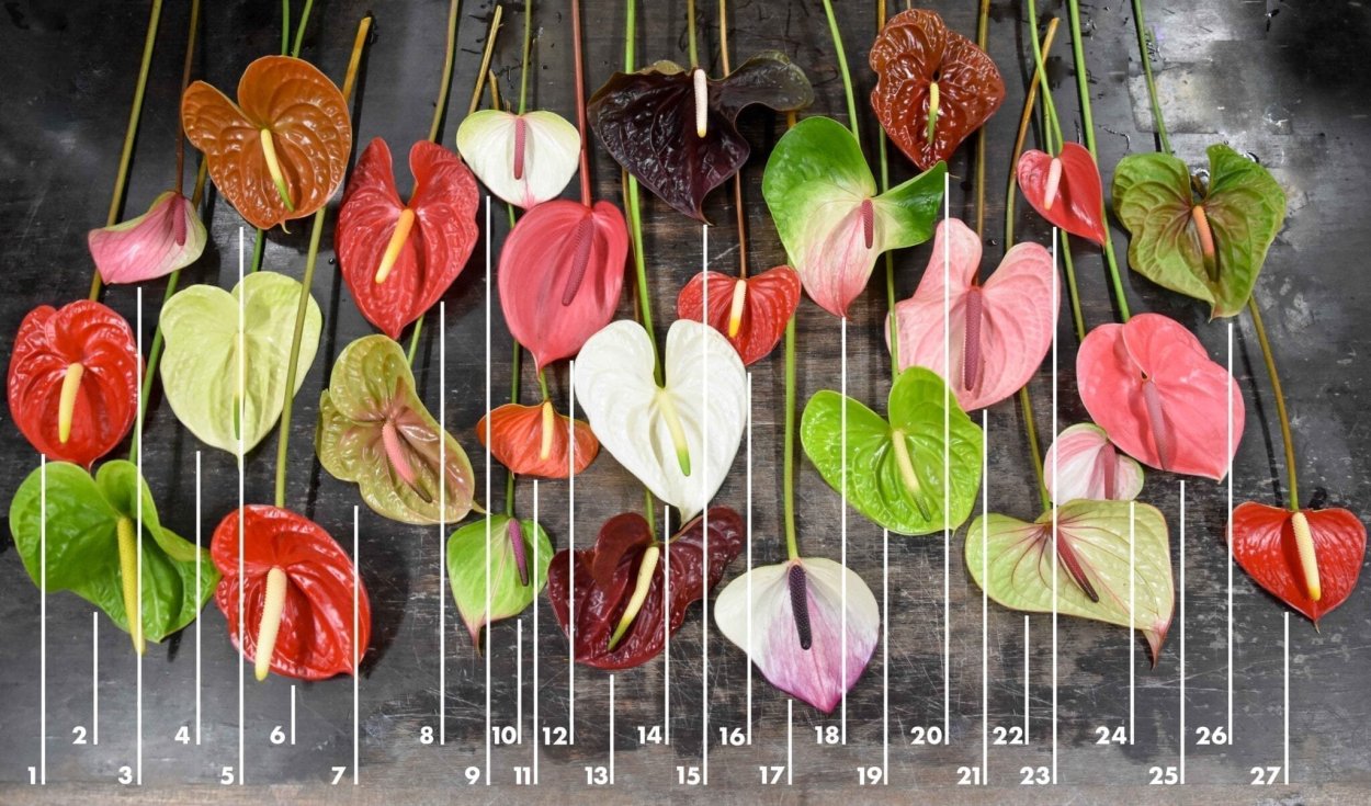 Антуриум Фламинго Пинк