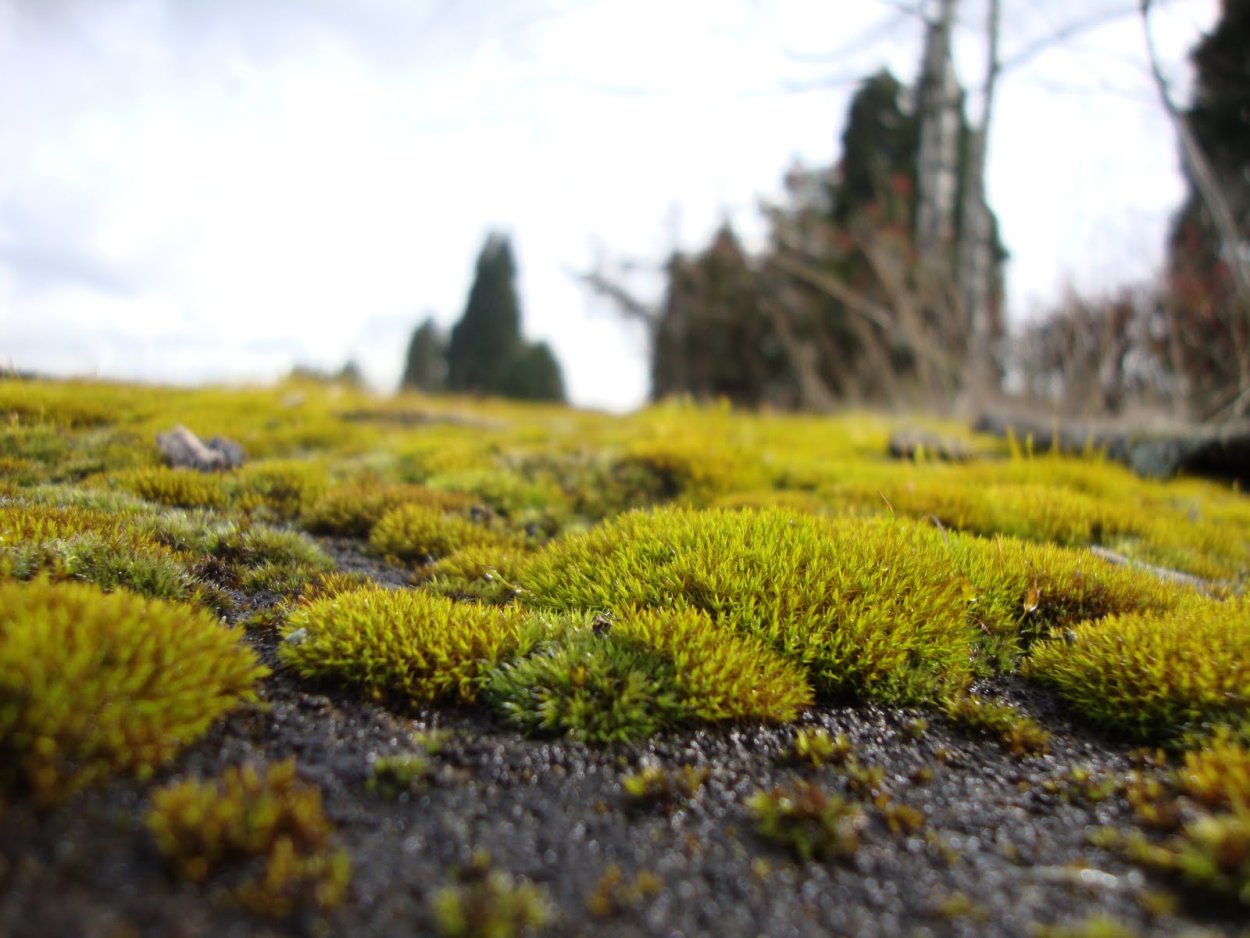 Бриум волосовидный