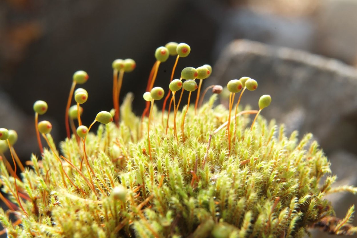 Мох споровидный