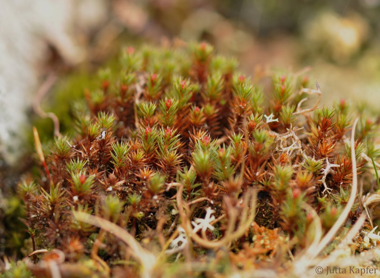 Polytrichum longisetum