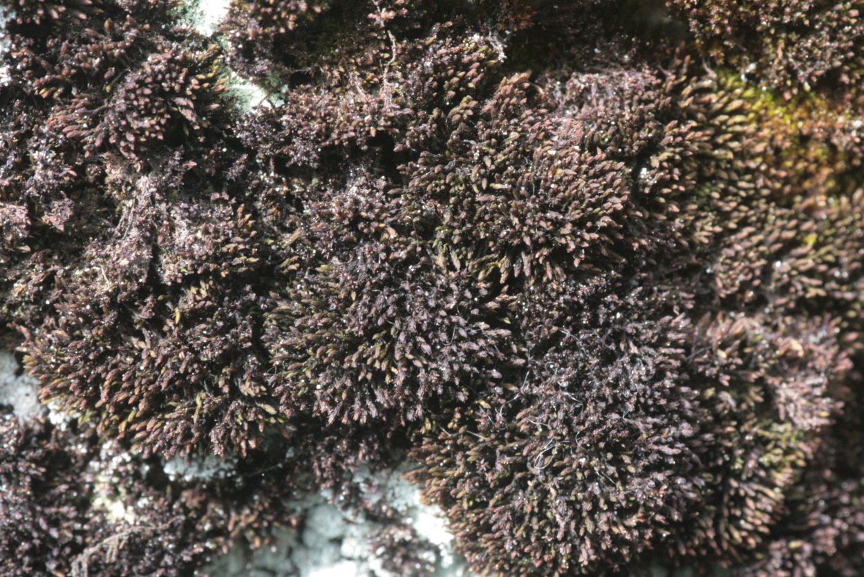 Andreaea rupestris c пятнами