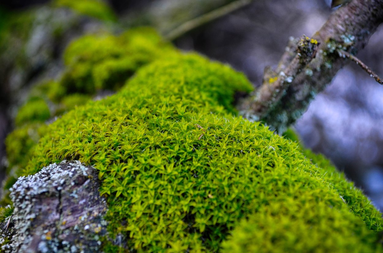 Мох болмос Грин