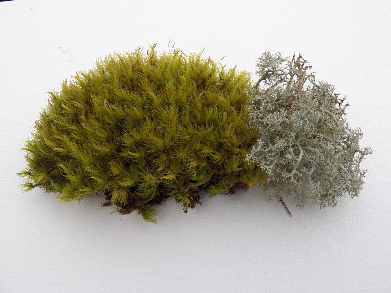 Мох Плантмос