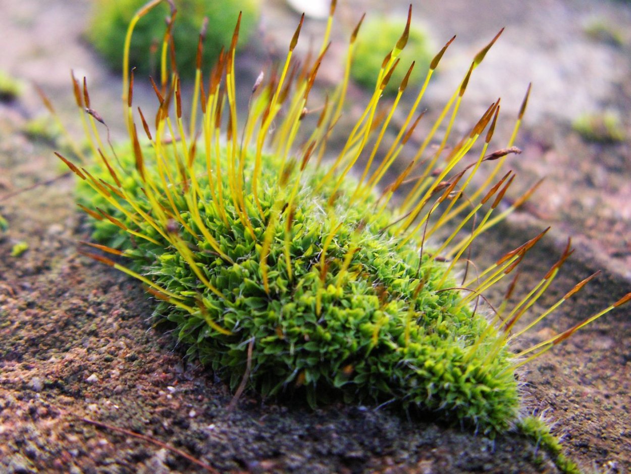 Мхи бриофиты