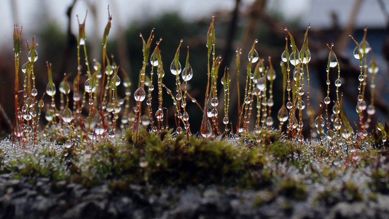 Необычный мох