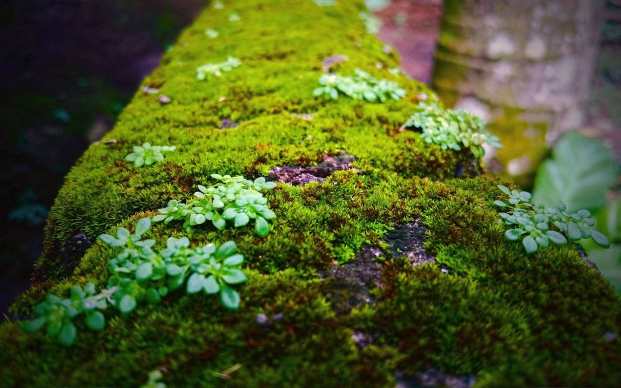 Bryoandersonia Illecebra мох