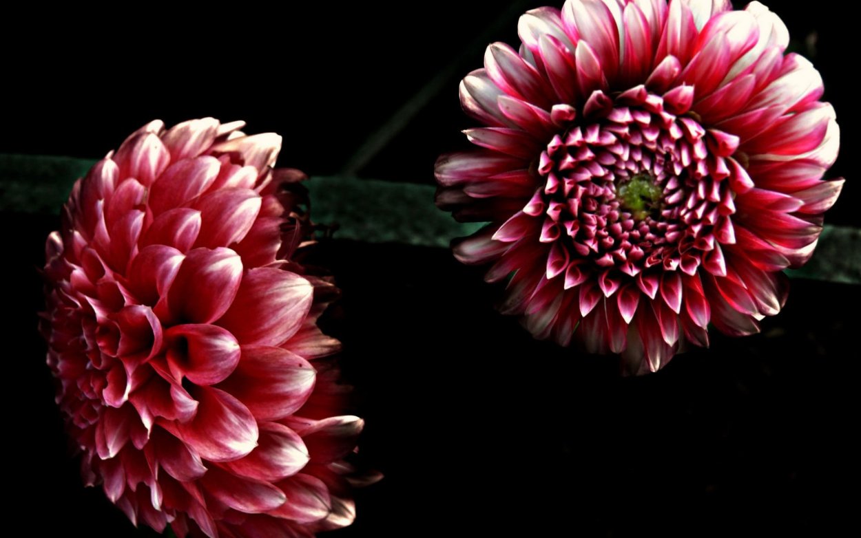 Черная Далия цветок